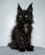 maine coon adoption nsw