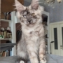 maine coon kittens for sale hobart