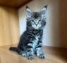 maine coon kittens hobart