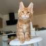 maine coon kittens for sale act