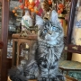adopt a maine coon australia