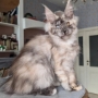maine coon rescue australia