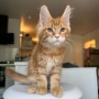 maine coon kittens for sale sydney