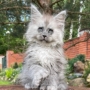 maine coon breeders south australia