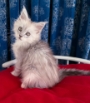 buy maine coon kitten vic