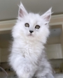 maine coon breeders australia