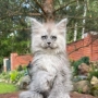maine coon kittens for sale canberra