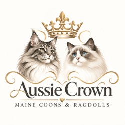 Maine Coon Kittens For Sale in Australia