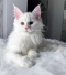 Champion-line Maine Coon kitten in Canberra ACT available for adoption