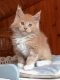 Ethical Maine Coon Breeder in Australia