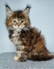 Ethical Maine Coon Breeder in Canada