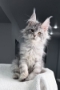 Healthy Maine Coon Kittens for Sale in new york