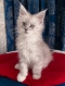 Healthy Maine Coon kitten available in Gold Coast