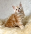 Large, Fluffy Maine Coon Kittens European
