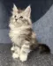 Maine Coon Kittens For Sale in Australia