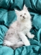 Maine Coon Kittens Newcastle NSW – Reputable Breeder, Purebred Lines
