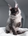 Teaser – Male Maine Coon Kitten