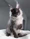 Maine Coon Kittens for Sale Sydney NSW – Purebred, Registered Breeder
