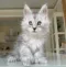 Maine Coon Kittens for Sale in Canberra