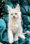 Maine Coon Kittens for sale in Newcastle NSW