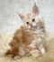Maine Coon kitten available in Mandurah WA