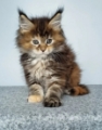 Maine Coon kitten for sale in Brisbane QLD