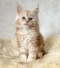 Maine Coon kitten for sale in Brisbane QLD