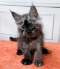Maine Coon kitten for sale in Central Coast NSW