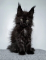 Maine Coon kitten in Hobart Tasmania
