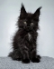 Maine Coon kitten in Hobart Tasmania