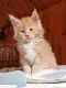Maine Coon kitten in Whyalla SA