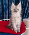 Gustavo – Male Maine Coon Kitten