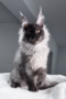 Maine coon breeders in qld