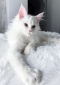 Maine coon kitten available in perth, wa