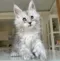 Maine coon kittens for sale in Australia