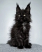 Maine coon kittens for sale in australia