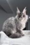 Maine coon kittens for sale in the usa