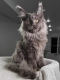 Maine coon kittens for sale