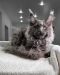Male and female maine coon kittens for sale