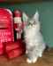 Pedigree Maine Coon Kittens in Perth