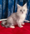 Purebred Maine Coon Kittens For Adoption Australia Wide