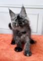 Purebred Maine Coon Kittens for Sale in Sydney NSW