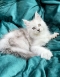 Purebred Maine Coon kitten available in Newcastle NSW from reputable breeder