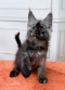 Purebred Maine Coon kitten available in Sydney NSW