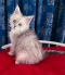 Purebred Maine Coon kitten in Geraldton WA