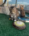 Maine Coon & Ragdoll kittens for sale in Sydney