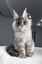 South Australia Maine Coon Kittens for Sale – Trusted Ethical Breeder