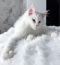 availble maine coon kittens for sale