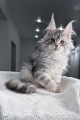 purebred maine coon breeder near me in perth