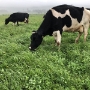 Grazing